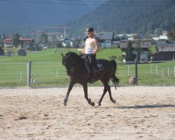 dressage horse Hitch 2 (Deutsches Reitpony, 2007, from Hurrikan Heros)