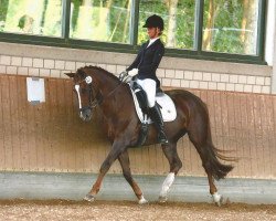 dressage horse Die Maus 4 (Rhinelander, 2001, from Diamond Hit)