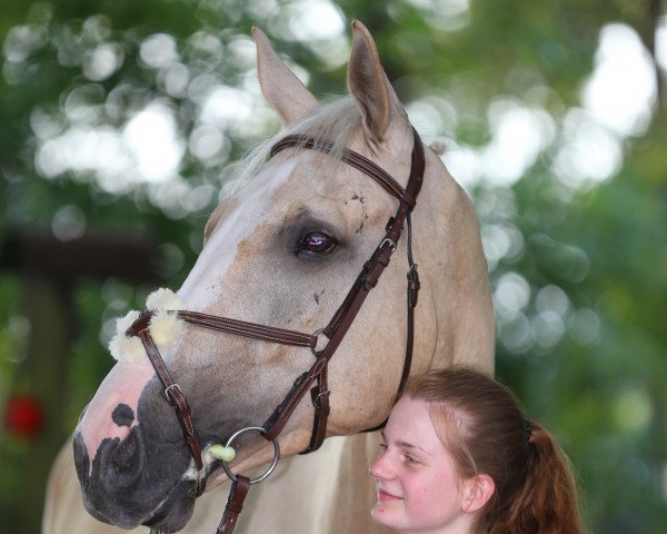 Dressurpferd Roger 84 (Oldenburger, 2011, von Roxett)