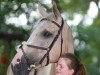 dressage horse Roger 84 (Oldenburg, 2011, from Roxett)