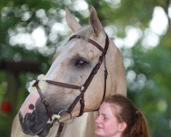 dressage horse Roger 84 (Oldenburg, 2011, from Roxett)