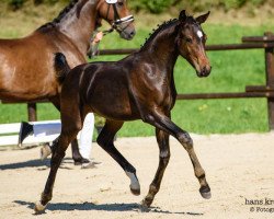 Dressurpferd Pretty Romantic S (Österreichisches Warmblut, 2016, von For Romance I)