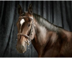 stallion Galoubet du Marais (Selle Français, 1994, from Rosire)