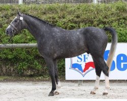 jumper Rubis D'Auvers (Selle Français, 2005, from Galoubet du Marais)