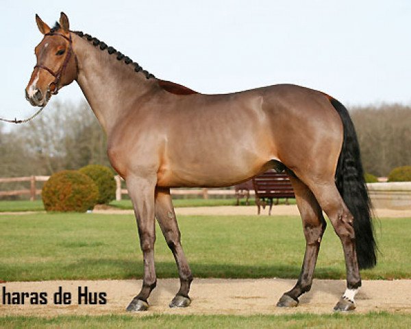 stallion Messire Ardent (Selle Français, 2000, from Apache d'Adriers)