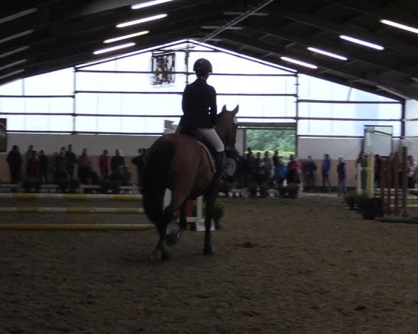 Reitturnier Datteln 2019