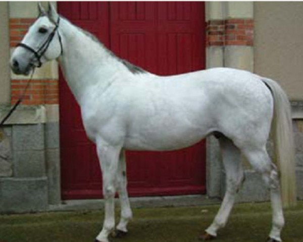 stallion Laurier de Here AA (Anglo-Arabs, 1999, from Veloce de Favi AA)