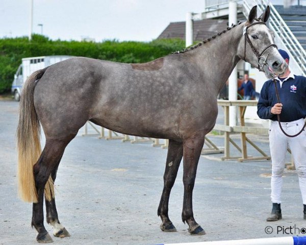 Springpferd Urling d'Auvers (Selle Français, 2008, von Mylord Carthago)