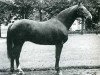 stallion As du Beaumanoir (Selle Français, 1966, from Ibrahim AN)