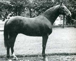 stallion As du Beaumanoir (Selle Français, 1966, from Ibrahim)