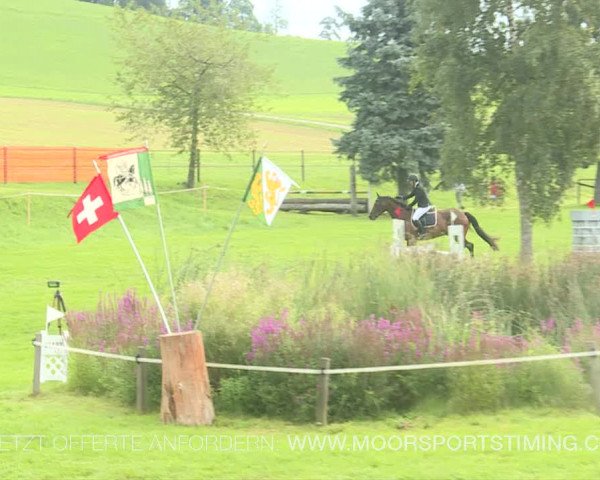Reitturnier Aadorf 2019