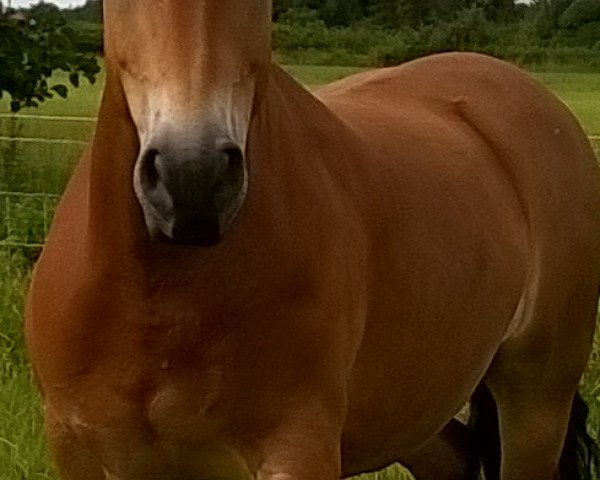 horse Rocky (German Riding Pony, 2008, from Unbekannt PONY)