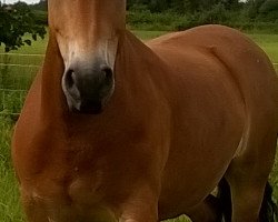 horse Rocky (German Riding Pony, 2008, from Unbekannt PONY)