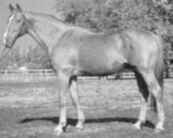 stallion Emir de la Fot AA (Anglo-Arabs, 1970, from Abidjan AA)