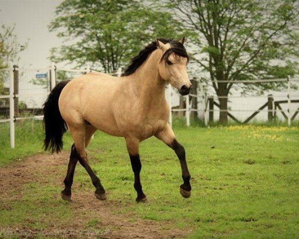 broodmare A Luxusgirl (German Riding Pony, 2015, from FS A Fantastic)