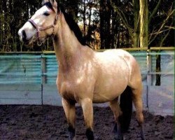 broodmare Lexxi (German Riding Pony, 2009, from Lucky One)