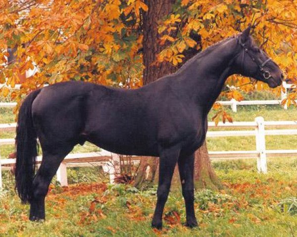 stallion Trophee du Rozel (Selle Français, 1985, from Narcos II)