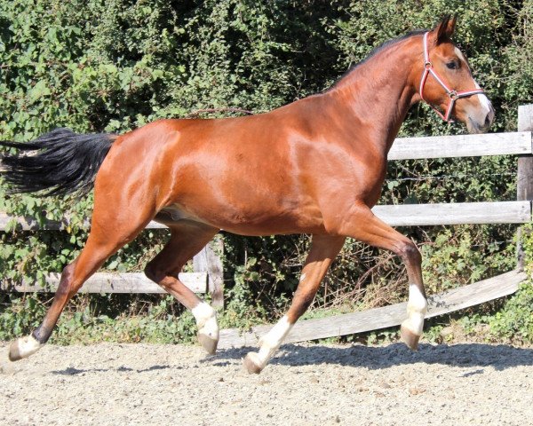 horse I have a dream (KWPN (Royal Dutch Sporthorse), 2013, from VDL Cardento 933)