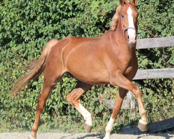 horse Hero (KWPN (Royal Dutch Sporthorse), 2013, from Chagallo's Charming Boy)