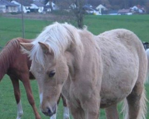 horse Golden Dreamer (German Riding Pony, 2015, from Golden Dancer)