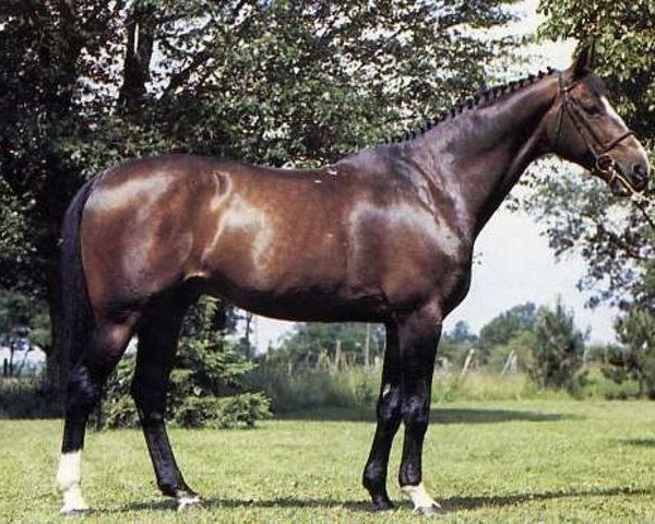 stallion Huit de Coeur (Selle Français, 1973, from Quastor)