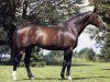 stallion Huit de Coeur (Selle Français, 1973, from Quastor)