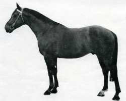 stallion Rossignol (Selle Français, 1961, from Le Mioche xx)