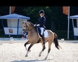 dressage horse Rhyfedd Spike (Nederlands Welsh Ridepony, 2004, from Veenstra's Promise)