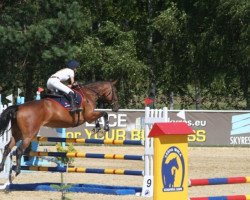 jumper Newada (Polish Warmblood, 2005, from Cavallo)