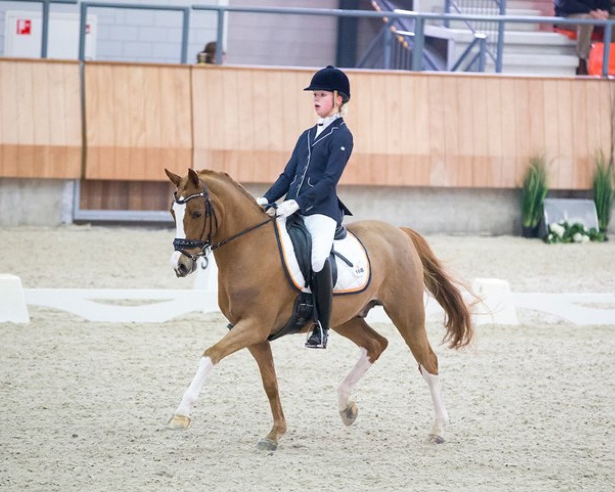 dressage horse Charming Foret (Nederlands Welsh Ridepony, 2005, from Bodo)