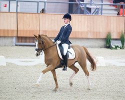 dressage horse Charming Foret (Nederlands Welsh Ridepony, 2005, from Bodo)