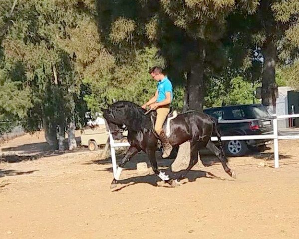 horse Farruco von Andrade (Pura Raza Espanola (PRE), 2011)