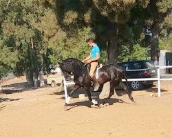 horse Farruco von Andrade (Pura Raza Espanola (PRE), 2011)