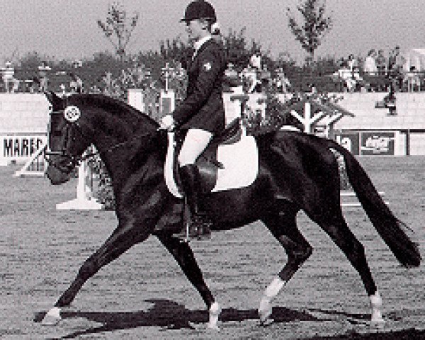 stallion Volltreffer (German Riding Pony, 1986, from Vulkan)