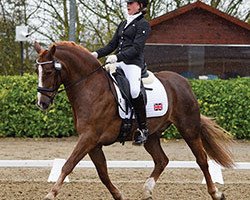 dressage horse Grayswood Orlando (Welsh-Cob (Sek. D), 2001, from Grayswood Magic Buccaneer)