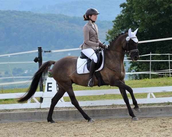 dressage horse Don't Touch Her (German Riding Pony, 2009, from Fs Dr Watson)