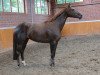 broodmare Ribonette N (Hanoverian, 2017, from Rock for Me)