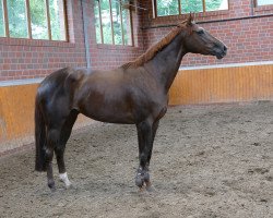 broodmare Ribonette N (Hanoverian, 2017, from Rock for Me)