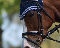 dressage horse Chava (German Riding Pony, 2006, from FS Champion de Luxe)