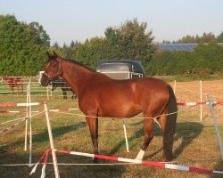 dressage horse Quincy 216 (Württemberger, 2008, from Question D'Honneur B)