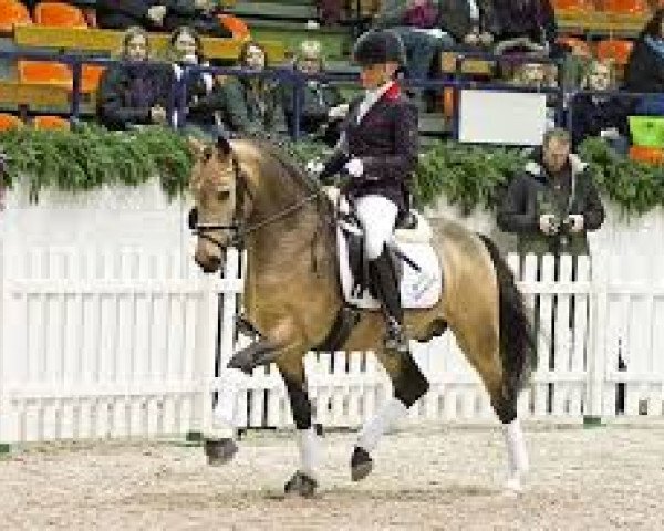 stallion FS A Fantastic (German Riding Pony, 2013, from A Gorgeous)