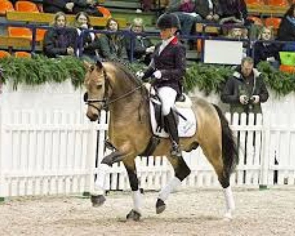 Deckhengst FS A Fantastic (Deutsches Reitpony, 2013, von A Gorgeous)