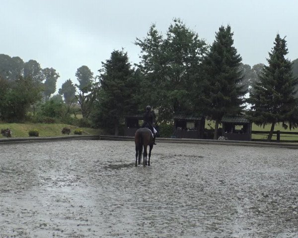 Reitturnier Datteln 2019