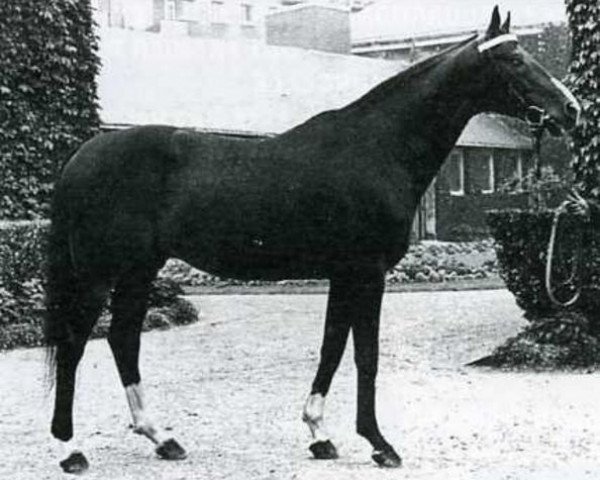 stallion Montigny xx (Thoroughbred, 1958, from Sicambre xx)