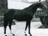 stallion Montigny xx (Thoroughbred, 1958, from Sicambre xx)