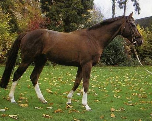 stallion Duc de Ferce xx (Thoroughbred, 1971, from Montigny xx)