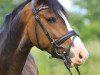 dressage horse Mein Märchenprinz 2 (German Riding Pony, 2011, from Schierensees Marillion)