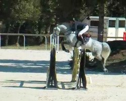 Springpferd Tabasco des Cabanes Tendercapital (Selle Français, 2007, von Mr Blue)