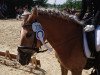 dressage horse Lisan (Haflinger, 2005)