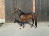 dressage horse Fabricio 29 (Hanoverian, 2012, from Fürst Nymphenburg)